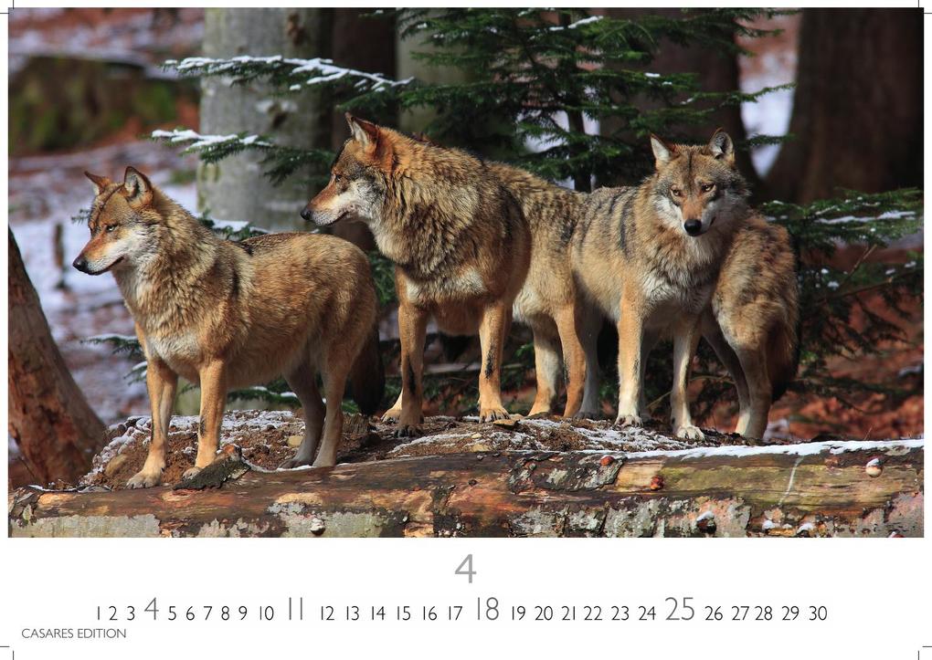 Weitere Ansicht: Wölfe Kalender 2027 - Wandkalender | Fotokalender Tierkalender 35x50cm Grosses Format - . mit faszinierenden Wolf-Motiven,.