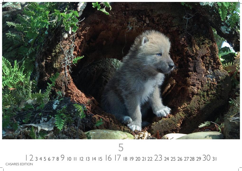 Weitere Ansicht: Wölfe Kalender 2027 - Wandkalender | Fotokalender Tierkalender 35x50cm Grosses Format - . mit faszinierenden Wolf-Motiven,.