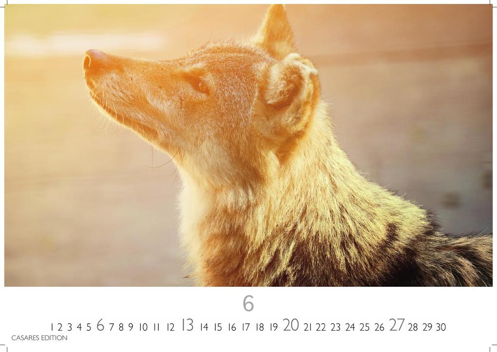 Weitere Ansicht: Wölfe Kalender 2027 - Wandkalender | Fotokalender Tierkalender 35x50cm Grosses Format - . mit faszinierenden Wolf-Motiven,.