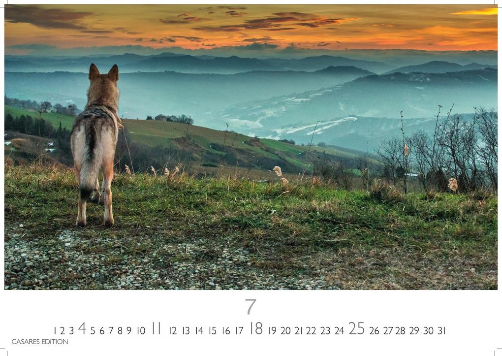 Weitere Ansicht: Wölfe Kalender 2027 - Wandkalender | Fotokalender Tierkalender 35x50cm Grosses Format - . mit faszinierenden Wolf-Motiven,.