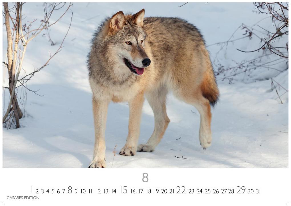 Weitere Ansicht: Wölfe Kalender 2027 - Wandkalender | Fotokalender Tierkalender 35x50cm Grosses Format - . mit faszinierenden Wolf-Motiven,.