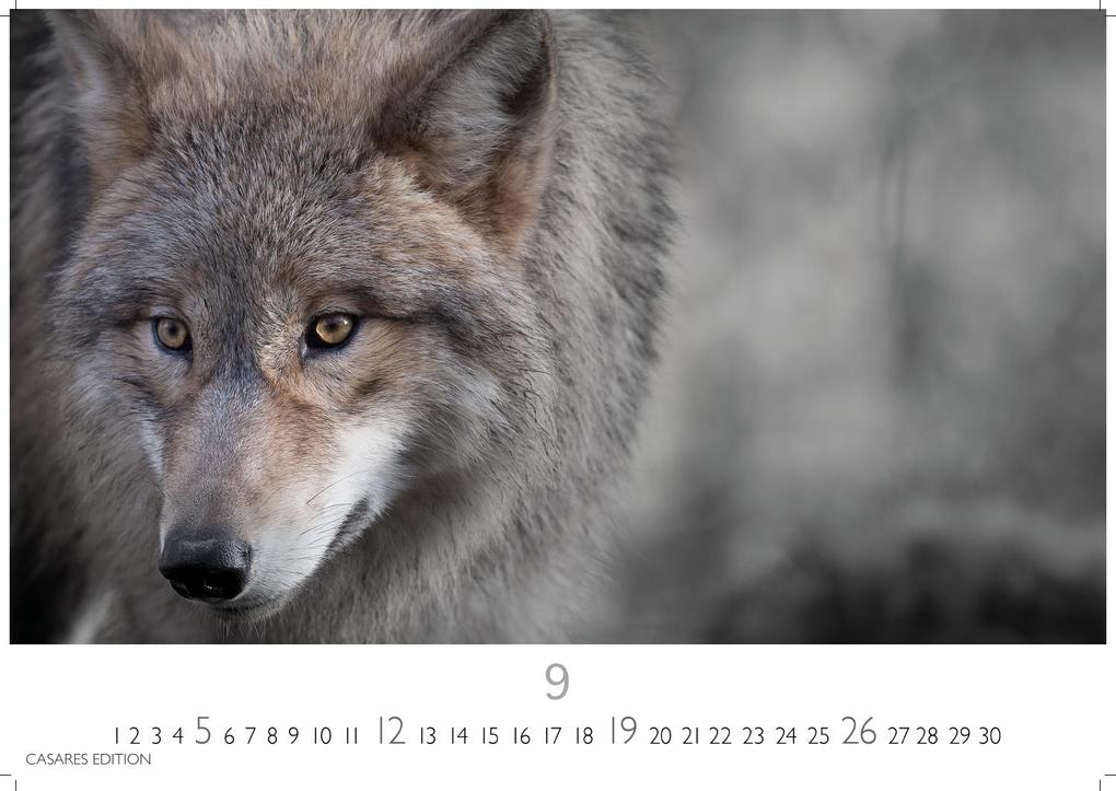 Weitere Ansicht: Wölfe Kalender 2027 - Wandkalender | Fotokalender Tierkalender 35x50cm Grosses Format - . mit faszinierenden Wolf-Motiven,.