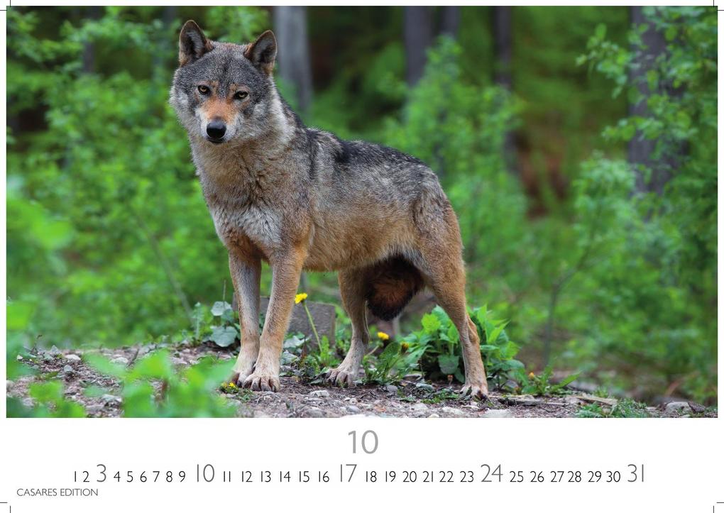 Weitere Ansicht: Wölfe Kalender 2027 - Wandkalender | Fotokalender Tierkalender 35x50cm Grosses Format - . mit faszinierenden Wolf-Motiven,.