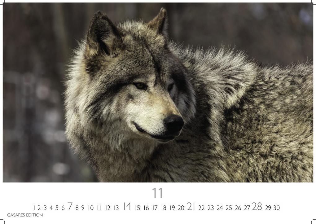 Weitere Ansicht: Wölfe Kalender 2027 - Wandkalender | Fotokalender Tierkalender 35x50cm Grosses Format - . mit faszinierenden Wolf-Motiven,.