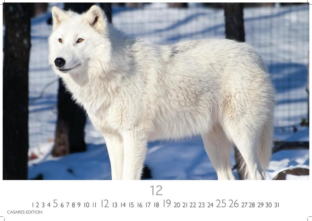 Weitere Ansicht: Wölfe Kalender 2027 - Wandkalender | Fotokalender Tierkalender 35x50cm Grosses Format - . mit faszinierenden Wolf-Motiven,.