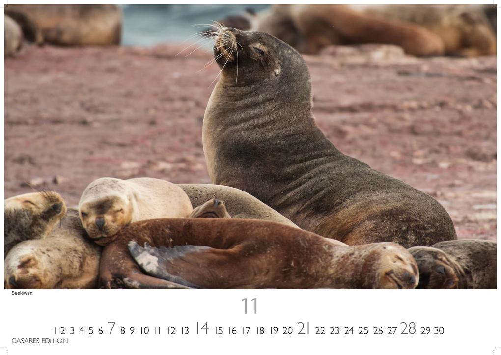 Weitere Ansicht: Patagonien Kalender 2027 - Wandkalender | Fotokalender Südamerika 35x50cm - mit beeindruckenden Fotos von Gletschern, Bergen & Wildnis, ideal als Geschenk & Deko