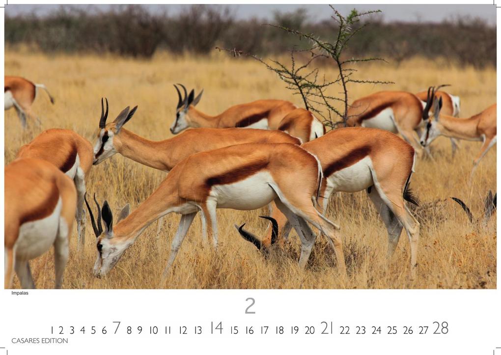Weitere Ansicht: Kenia & Serengheti Kalender 2027 - Wandkalender | Fotokalender Afrika 35x50cm - Wunderschöne Tierkalender- und Naturschutzfotos.