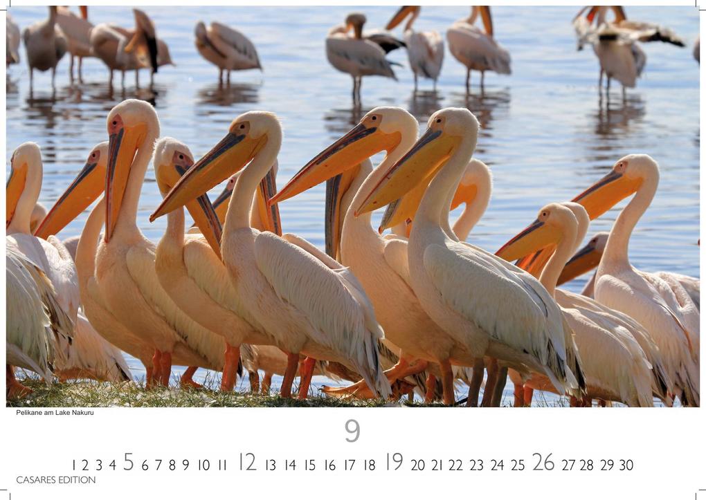Weitere Ansicht: Kenia & Serengheti Kalender 2027 - Wandkalender | Fotokalender Afrika 35x50cm - Wunderschöne Tierkalender- und Naturschutzfotos.