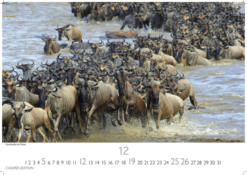 Weitere Ansicht: Kenia & Serengheti Kalender 2027 - Wandkalender | Fotokalender Afrika 35x50cm - Wunderschöne Tierkalender- und Naturschutzfotos.