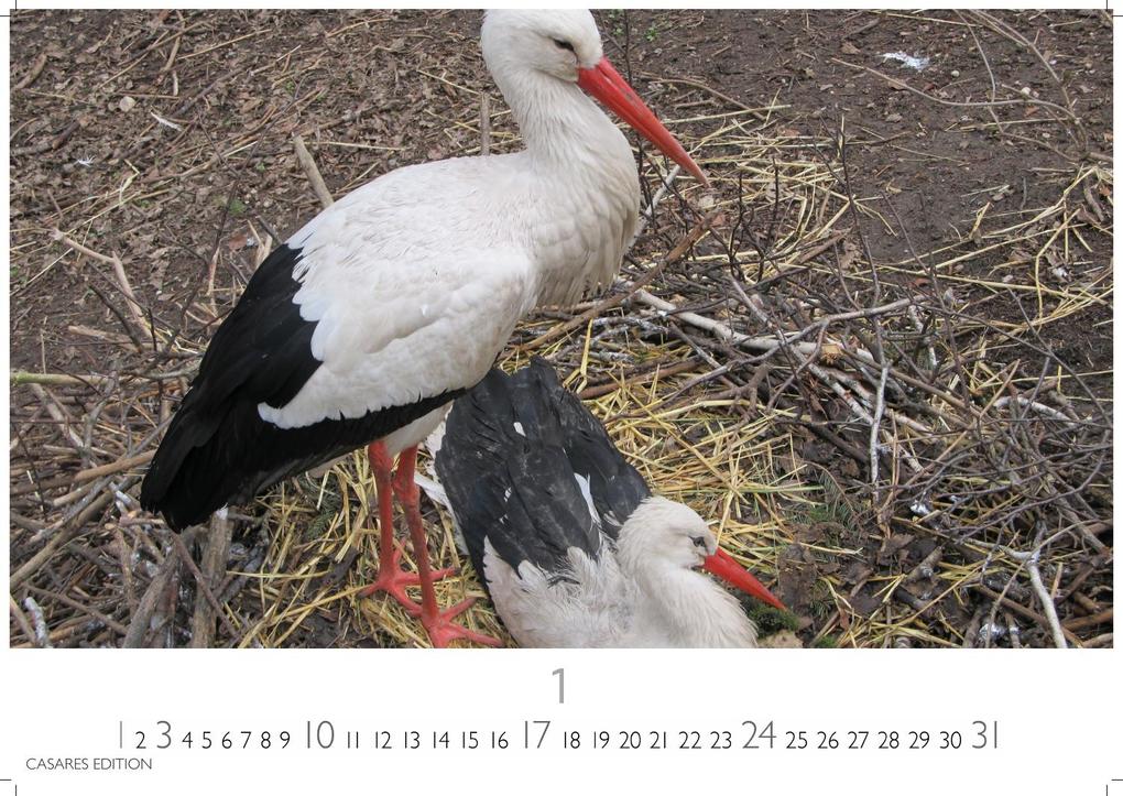 Weitere Ansicht: Störche Kalender 2027 - Wandkalender | Fotokalender Tierkalender 24x35cm - Inspirierende Storch-Motive für Natur- und Tierkalenderliebhaber.