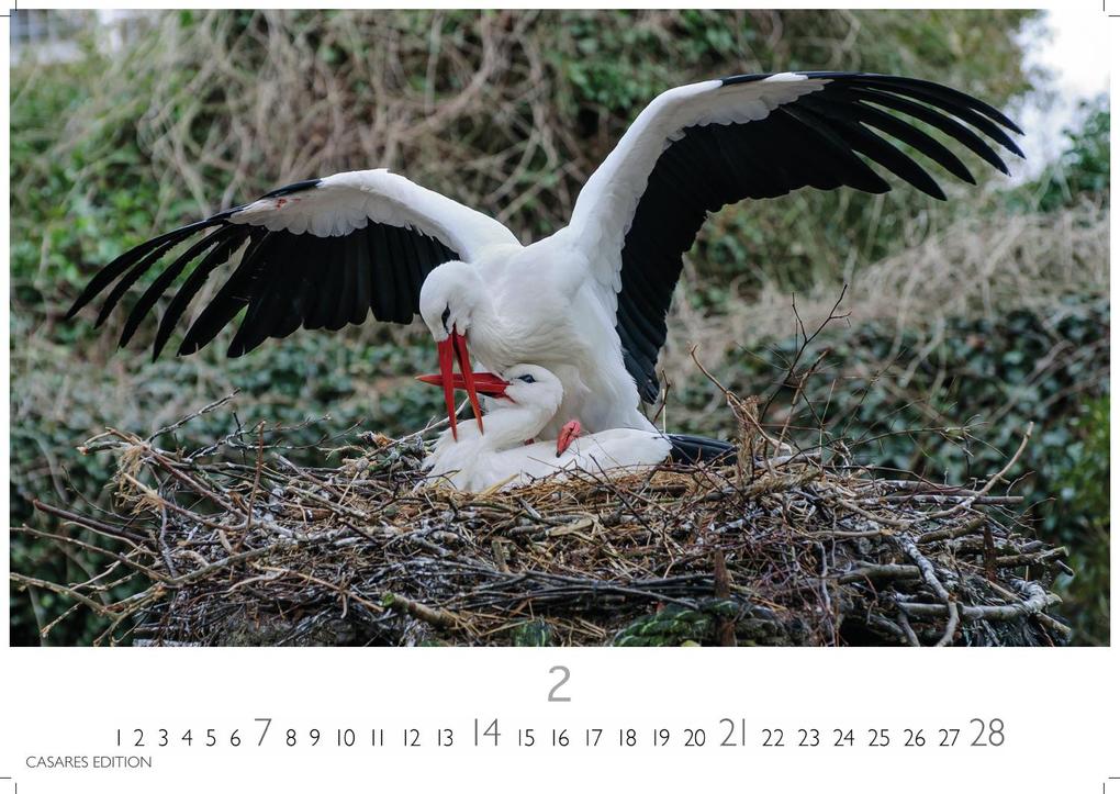 Weitere Ansicht: Störche Kalender 2027 - Wandkalender | Fotokalender Tierkalender 24x35cm - Inspirierende Storch-Motive für Natur- und Tierkalenderliebhaber.