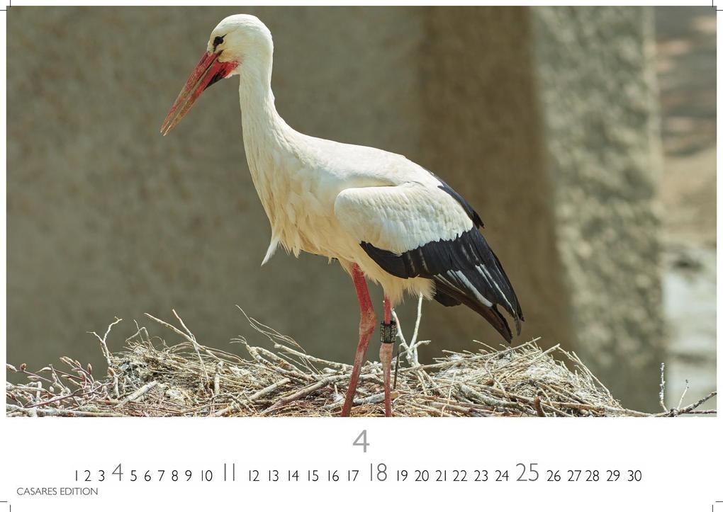 Weitere Ansicht: Störche Kalender 2027 - Wandkalender | Fotokalender Tierkalender 24x35cm - Inspirierende Storch-Motive für Natur- und Tierkalenderliebhaber.