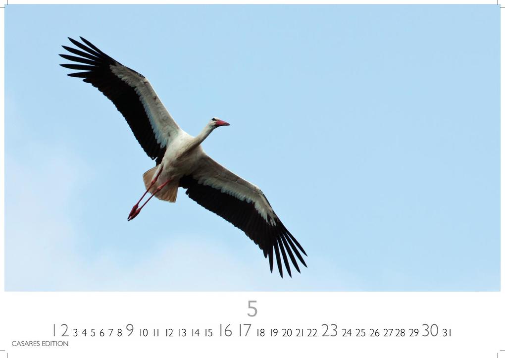 Weitere Ansicht: Störche Kalender 2027 - Wandkalender | Fotokalender Tierkalender 24x35cm - Inspirierende Storch-Motive für Natur- und Tierkalenderliebhaber.