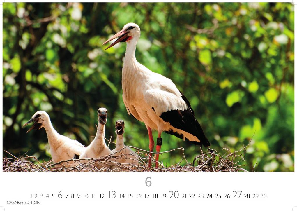 Weitere Ansicht: Störche Kalender 2027 - Wandkalender | Fotokalender Tierkalender 24x35cm - Inspirierende Storch-Motive für Natur- und Tierkalenderliebhaber.
