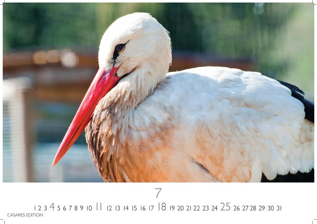 Weitere Ansicht: Störche Kalender 2027 - Wandkalender | Fotokalender Tierkalender 24x35cm - Inspirierende Storch-Motive für Natur- und Tierkalenderliebhaber.