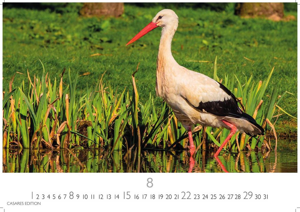 Weitere Ansicht: Störche Kalender 2027 - Wandkalender | Fotokalender Tierkalender 24x35cm - Inspirierende Storch-Motive für Natur- und Tierkalenderliebhaber.