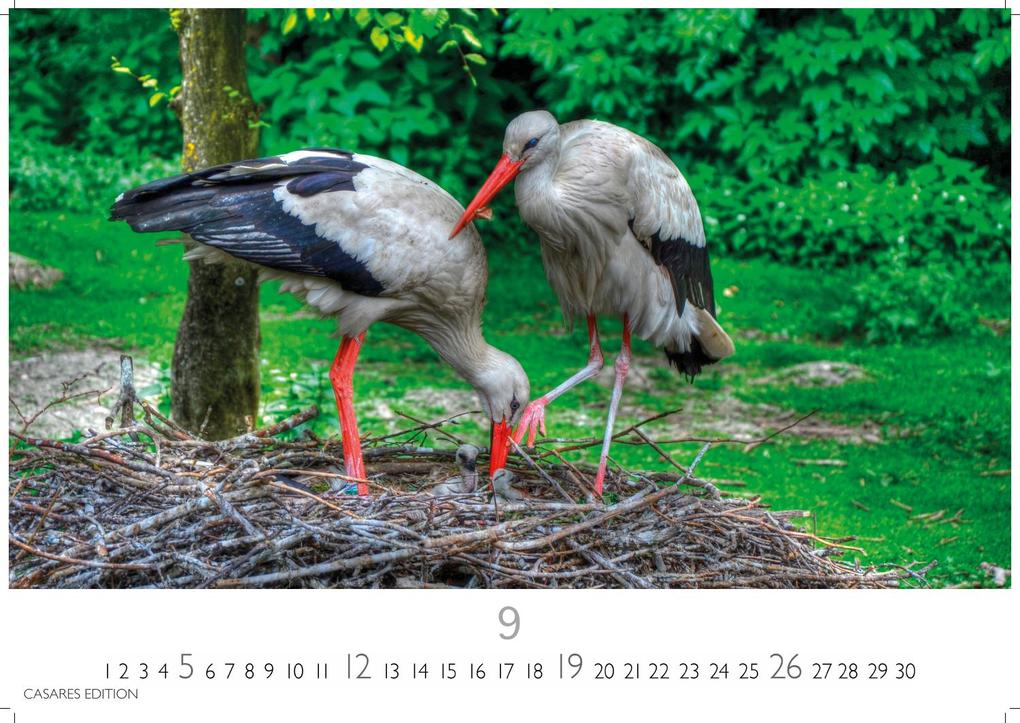 Weitere Ansicht: Störche Kalender 2027 - Wandkalender | Fotokalender Tierkalender 24x35cm - Inspirierende Storch-Motive für Natur- und Tierkalenderliebhaber.