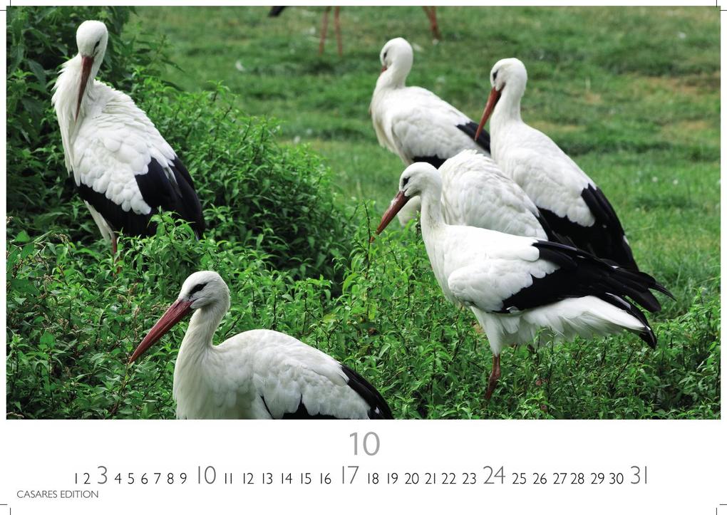 Weitere Ansicht: Störche Kalender 2027 - Wandkalender | Fotokalender Tierkalender 24x35cm - Inspirierende Storch-Motive für Natur- und Tierkalenderliebhaber.