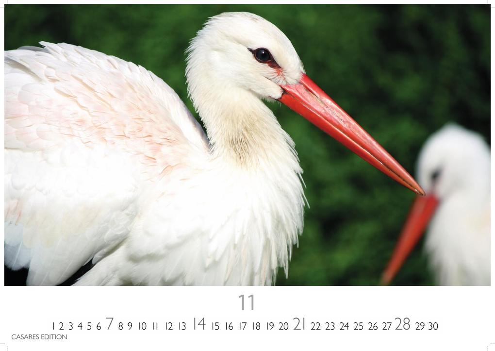 Weitere Ansicht: Störche Kalender 2027 - Wandkalender | Fotokalender Tierkalender 24x35cm - Inspirierende Storch-Motive für Natur- und Tierkalenderliebhaber.