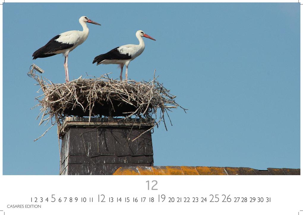 Weitere Ansicht: Störche Kalender 2027 - Wandkalender | Fotokalender Tierkalender 24x35cm - Inspirierende Storch-Motive für Natur- und Tierkalenderliebhaber.