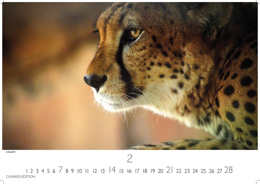 Weitere Ansicht: Big Cats Kalender 2027 - Wandkalender | Fotokalender Tierkalender 35x50cm - Wunderschöner Großkatzen-. mit beeindruckenden Fotos von Tiger| Löwen | Jaguar | Gepard | Luchs | Puma.