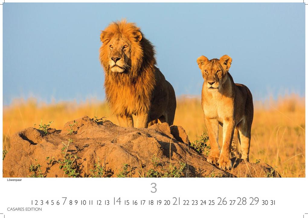 Weitere Ansicht: Big Cats Kalender 2027 - Wandkalender | Fotokalender Tierkalender 35x50cm - Wunderschöner Großkatzen-. mit beeindruckenden Fotos von Tiger| Löwen | Jaguar | Gepard | Luchs | Puma.