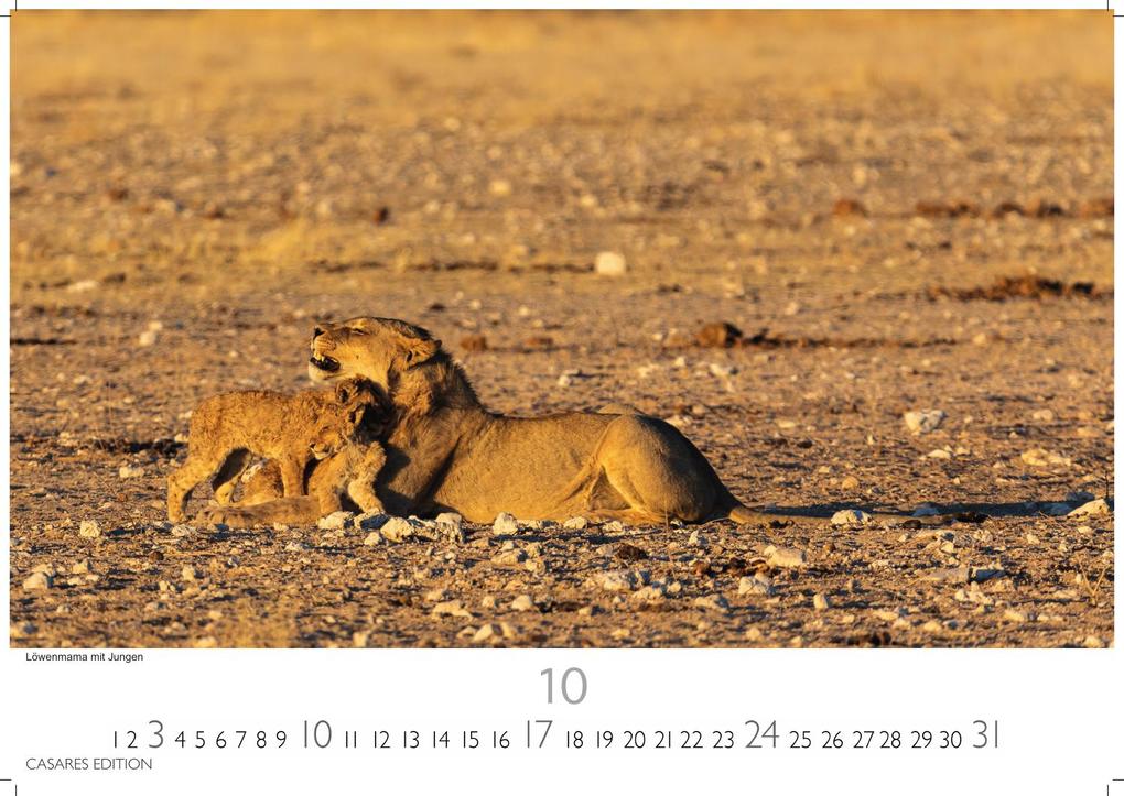 Weitere Ansicht: Big Cats Kalender 2027 - Wandkalender | Fotokalender Tierkalender 35x50cm - Wunderschöner Großkatzen-. mit beeindruckenden Fotos von Tiger| Löwen | Jaguar | Gepard | Luchs | Puma.