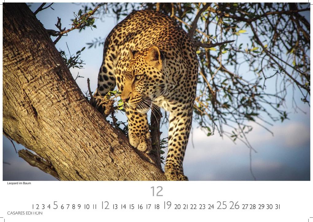 Weitere Ansicht: Big Cats Kalender 2027 - Wandkalender | Fotokalender Tierkalender 35x50cm - Wunderschöner Großkatzen-. mit beeindruckenden Fotos von Tiger| Löwen | Jaguar | Gepard | Luchs | Puma.