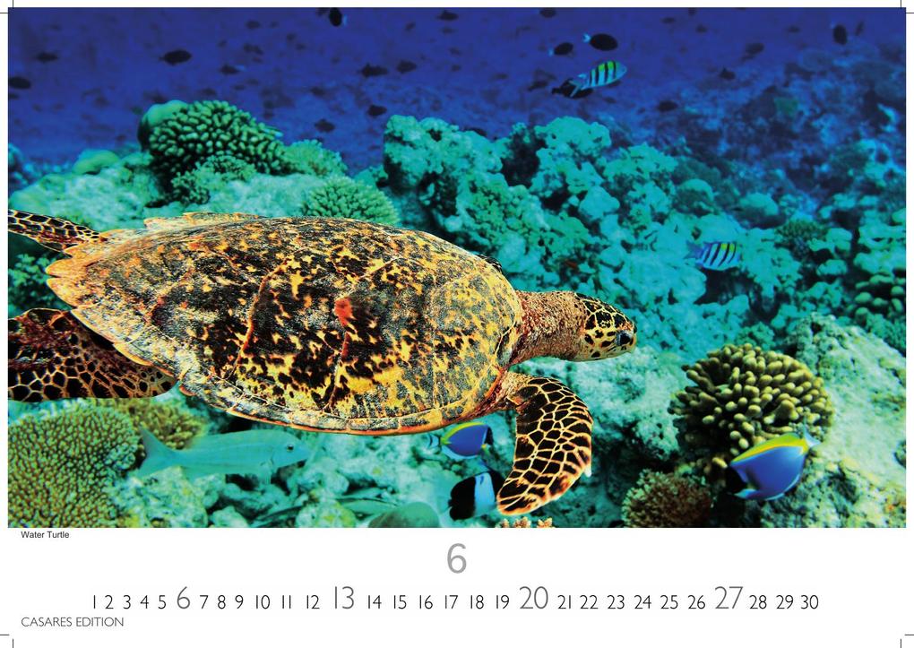 Weitere Ansicht: Florida Kalender 2027 - Wandkalender | Fotokalender Nordamerika 24x35cm - Sonne, Palmen & Strände: Farbenfrohe Motive aus dem Sunshine State für deine Wanddeko