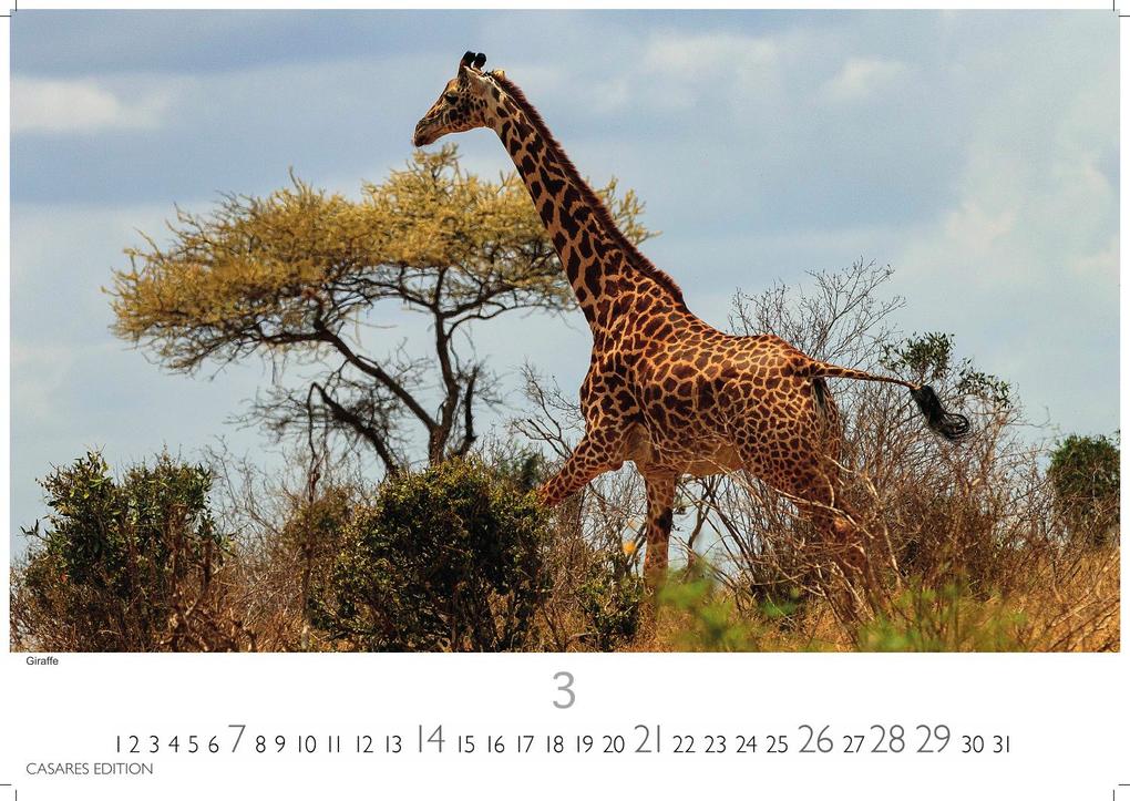 Weitere Ansicht: Kenia & Serengheti Kalender 2027 - Wandkalender | Fotokalender Afrika 24x35cm - Wunderschöne Tierkalender- und Naturschutzfotos.