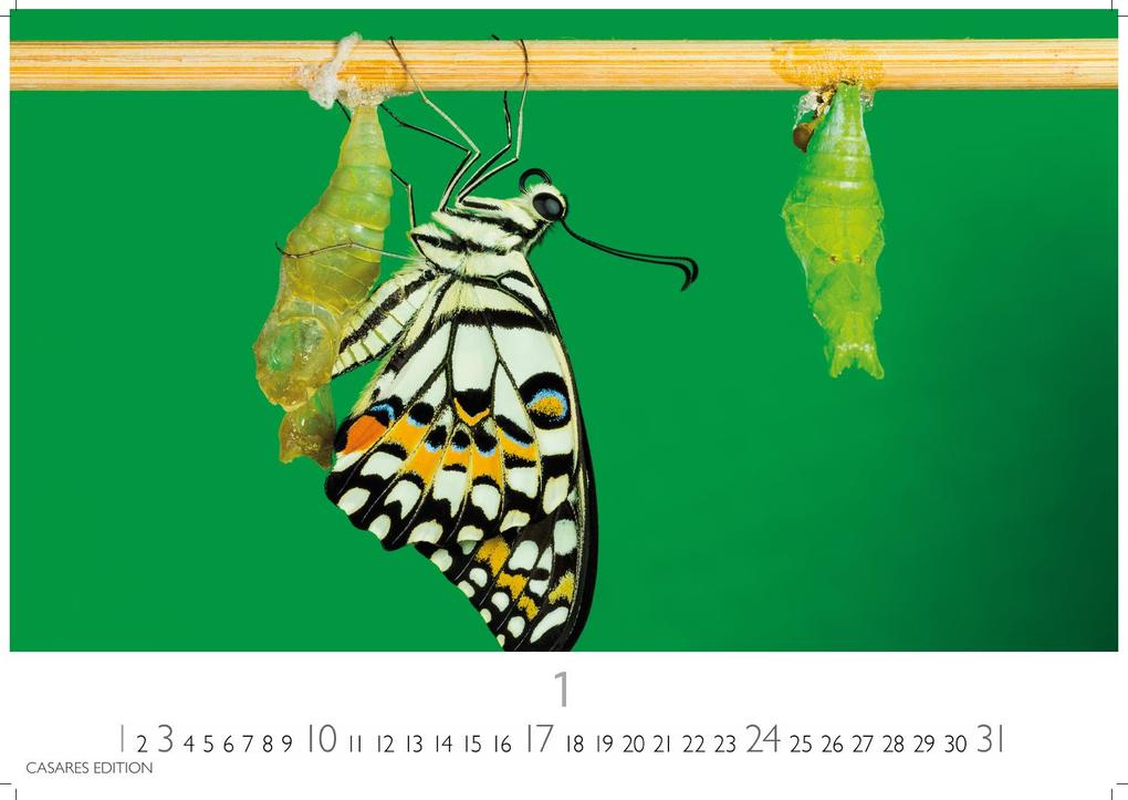 Weitere Ansicht: Schmetterlinge Kalender 2027 - Wandkalender | Fotokalender Tierkalender 24x35cm - Mit wunderschönen, detailreichen Bildern von Schmetterlingen.