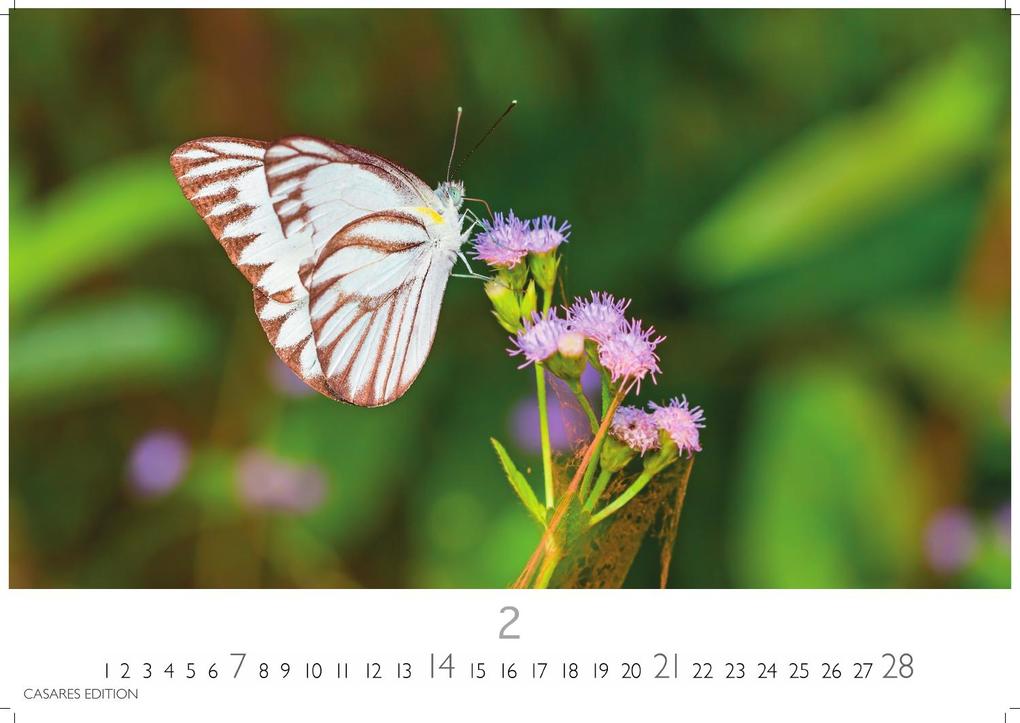 Weitere Ansicht: Schmetterlinge Kalender 2027 - Wandkalender | Fotokalender Tierkalender 24x35cm - Mit wunderschönen, detailreichen Bildern von Schmetterlingen.