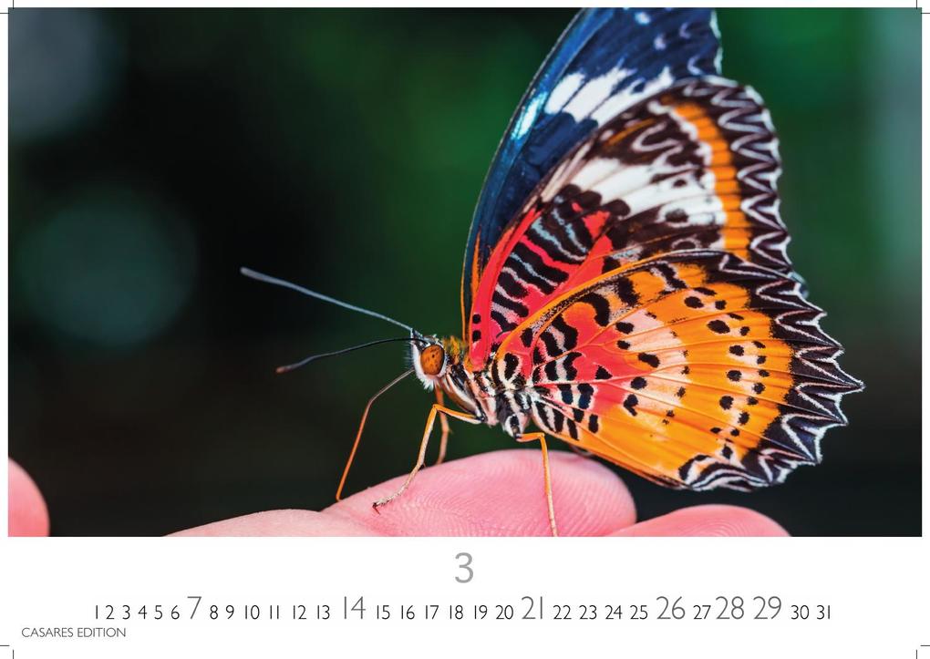 Weitere Ansicht: Schmetterlinge Kalender 2027 - Wandkalender | Fotokalender Tierkalender 24x35cm - Mit wunderschönen, detailreichen Bildern von Schmetterlingen.