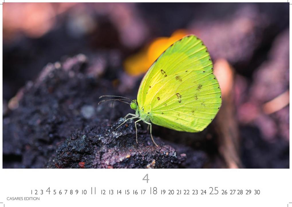 Weitere Ansicht: Schmetterlinge Kalender 2027 - Wandkalender | Fotokalender Tierkalender 24x35cm - Mit wunderschönen, detailreichen Bildern von Schmetterlingen.