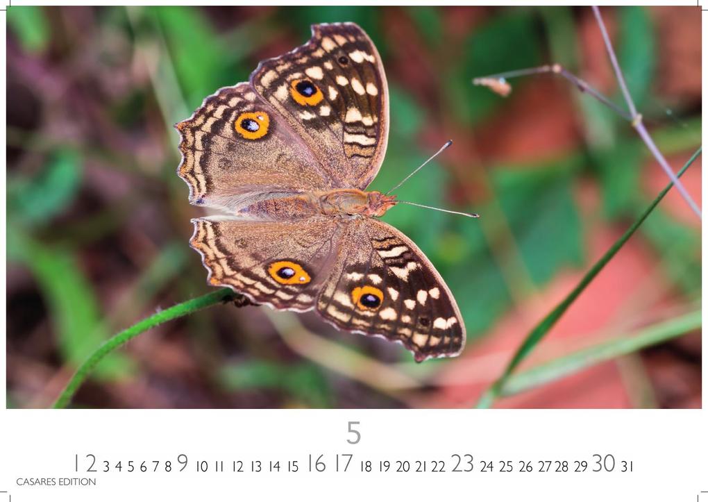 Weitere Ansicht: Schmetterlinge Kalender 2027 - Wandkalender | Fotokalender Tierkalender 24x35cm - Mit wunderschönen, detailreichen Bildern von Schmetterlingen.