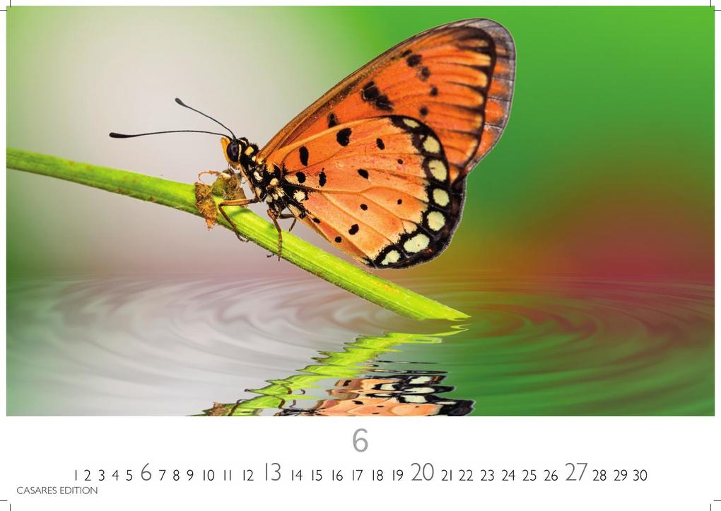 Weitere Ansicht: Schmetterlinge Kalender 2027 - Wandkalender | Fotokalender Tierkalender 24x35cm - Mit wunderschönen, detailreichen Bildern von Schmetterlingen.
