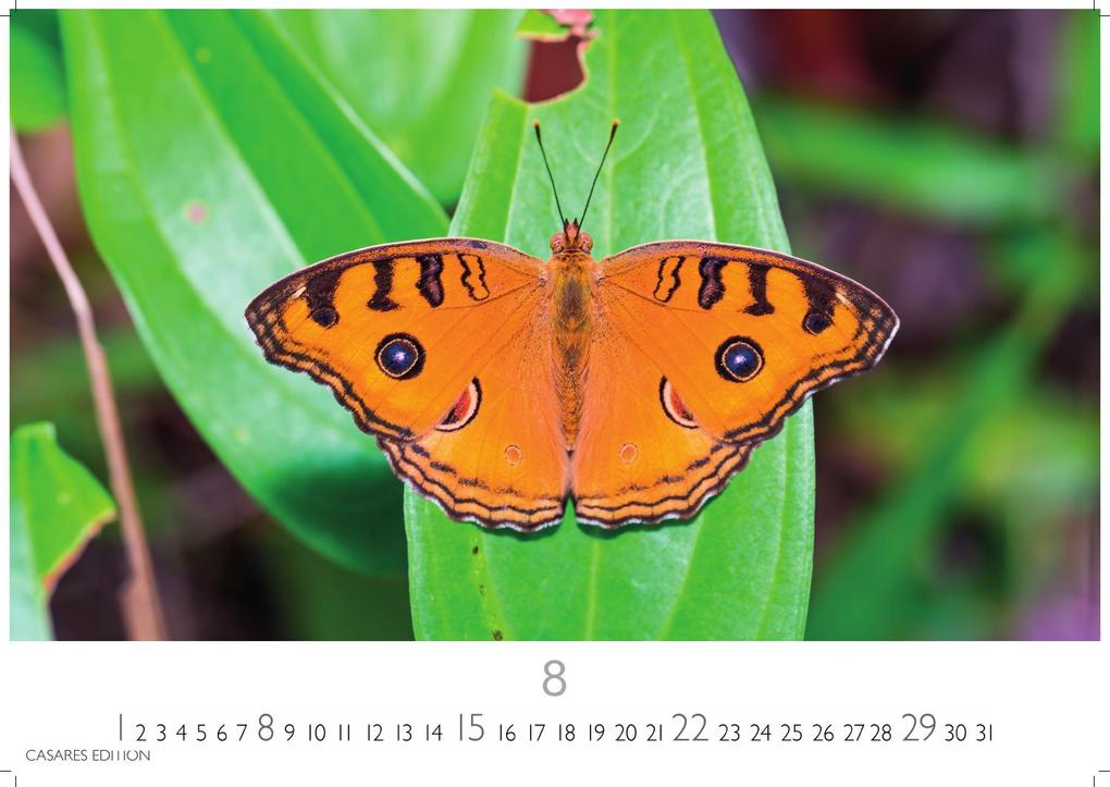 Weitere Ansicht: Schmetterlinge Kalender 2027 - Wandkalender | Fotokalender Tierkalender 24x35cm - Mit wunderschönen, detailreichen Bildern von Schmetterlingen.