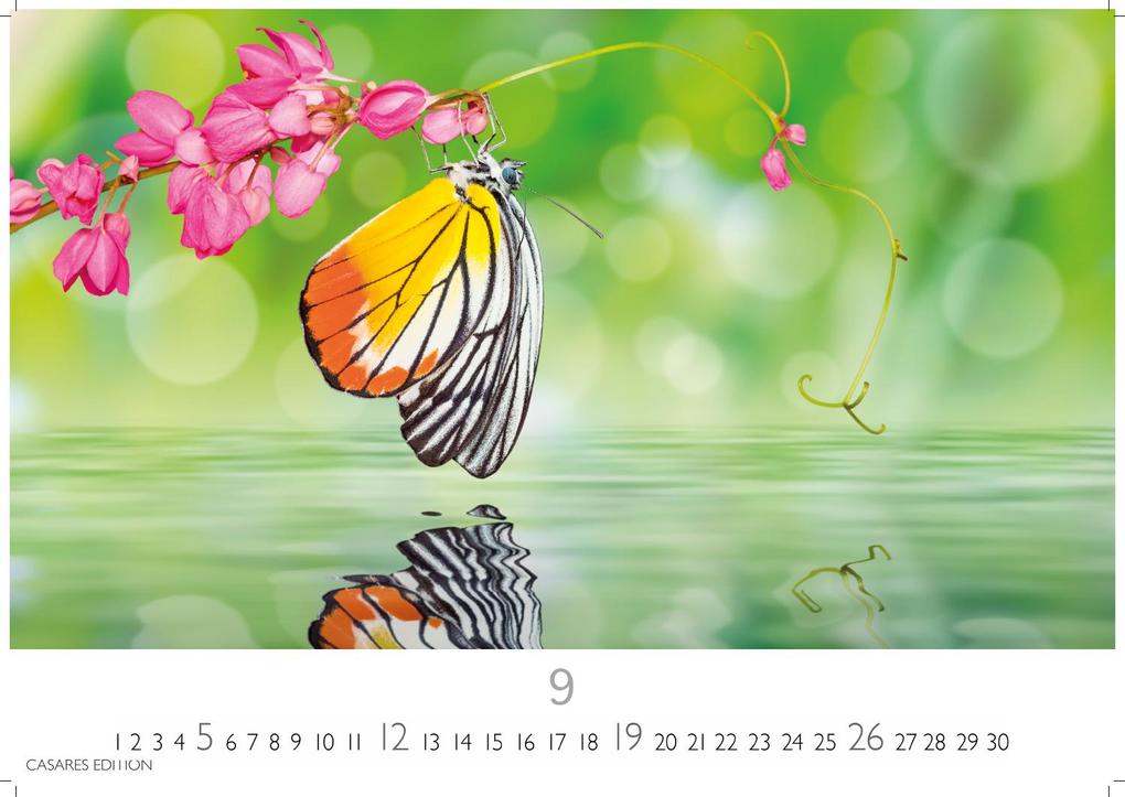 Weitere Ansicht: Schmetterlinge Kalender 2027 - Wandkalender | Fotokalender Tierkalender 24x35cm - Mit wunderschönen, detailreichen Bildern von Schmetterlingen.