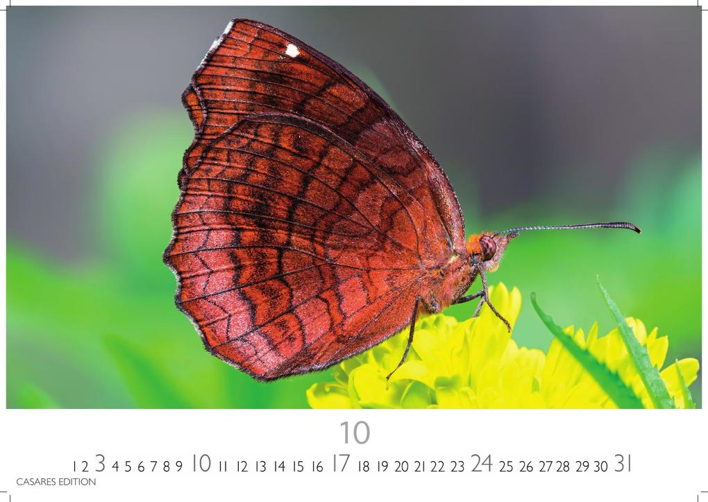 Weitere Ansicht: Schmetterlinge Kalender 2027 - Wandkalender | Fotokalender Tierkalender 24x35cm - Mit wunderschönen, detailreichen Bildern von Schmetterlingen.