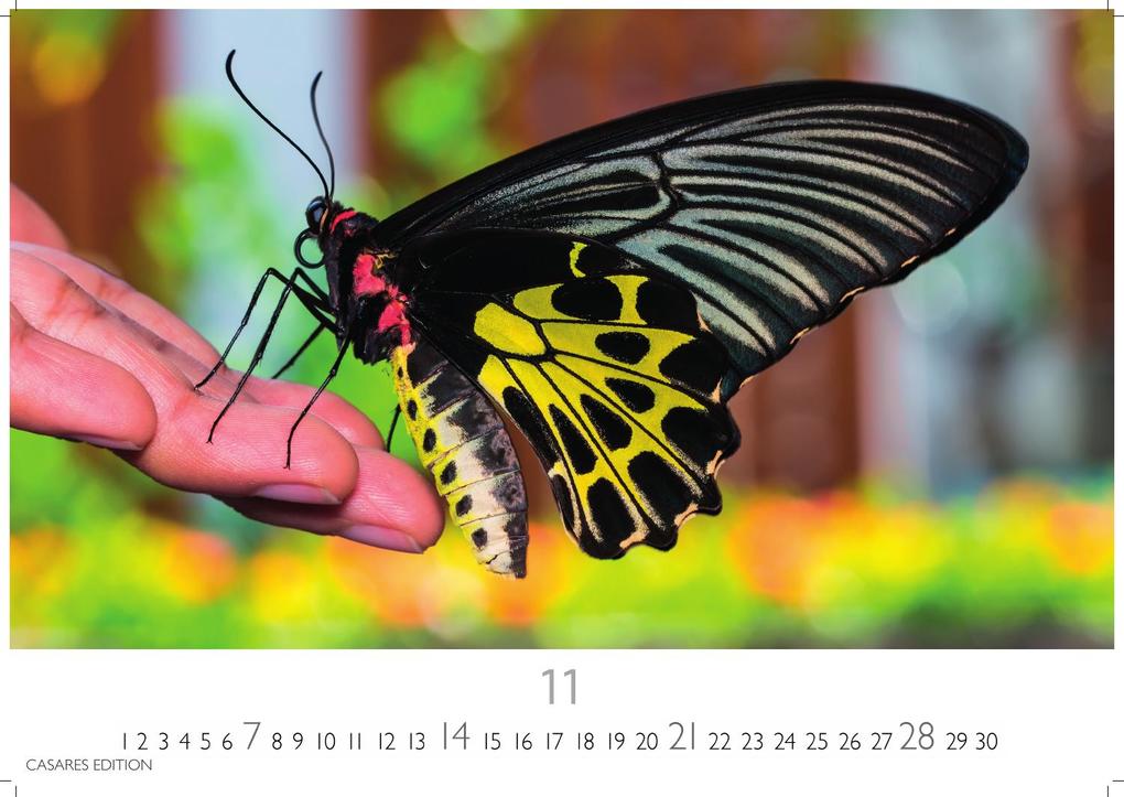 Weitere Ansicht: Schmetterlinge Kalender 2027 - Wandkalender | Fotokalender Tierkalender 24x35cm - Mit wunderschönen, detailreichen Bildern von Schmetterlingen.