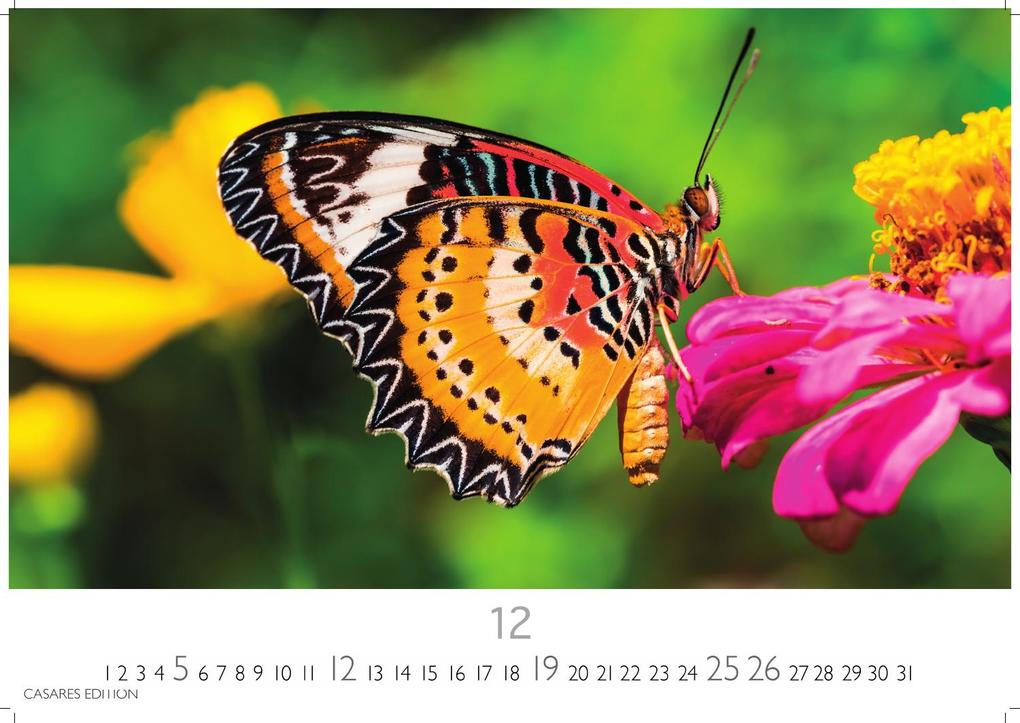 Weitere Ansicht: Schmetterlinge Kalender 2027 - Wandkalender | Fotokalender Tierkalender 24x35cm - Mit wunderschönen, detailreichen Bildern von Schmetterlingen.