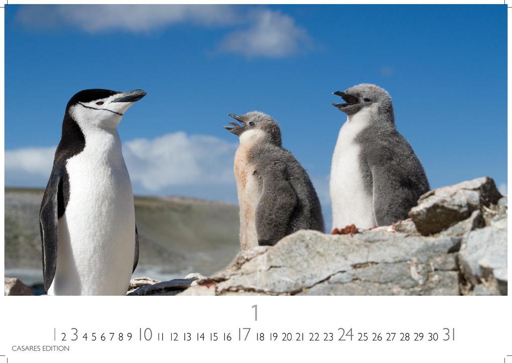 Weitere Ansicht: Pinguine Kalender 2027 - Wandkalender | Fotokalender Tierkalender 35x50cm Grosses Format | . mit niedlichen Pinguin-Motiven im antarktischen Lebensraum.