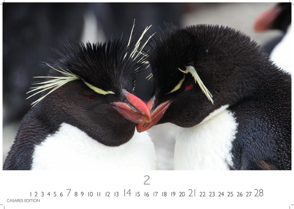 Weitere Ansicht: Pinguine Kalender 2027 - Wandkalender | Fotokalender Tierkalender 35x50cm Grosses Format | . mit niedlichen Pinguin-Motiven im antarktischen Lebensraum.