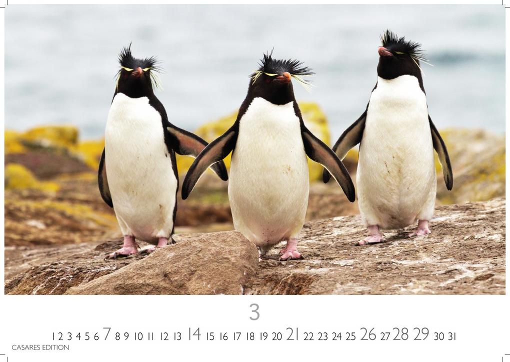 Weitere Ansicht: Pinguine Kalender 2027 - Wandkalender | Fotokalender Tierkalender 35x50cm Grosses Format | . mit niedlichen Pinguin-Motiven im antarktischen Lebensraum.