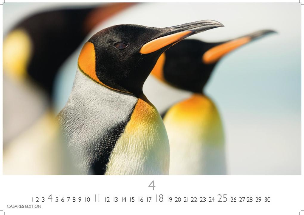 Weitere Ansicht: Pinguine Kalender 2027 - Wandkalender | Fotokalender Tierkalender 35x50cm Grosses Format | . mit niedlichen Pinguin-Motiven im antarktischen Lebensraum.