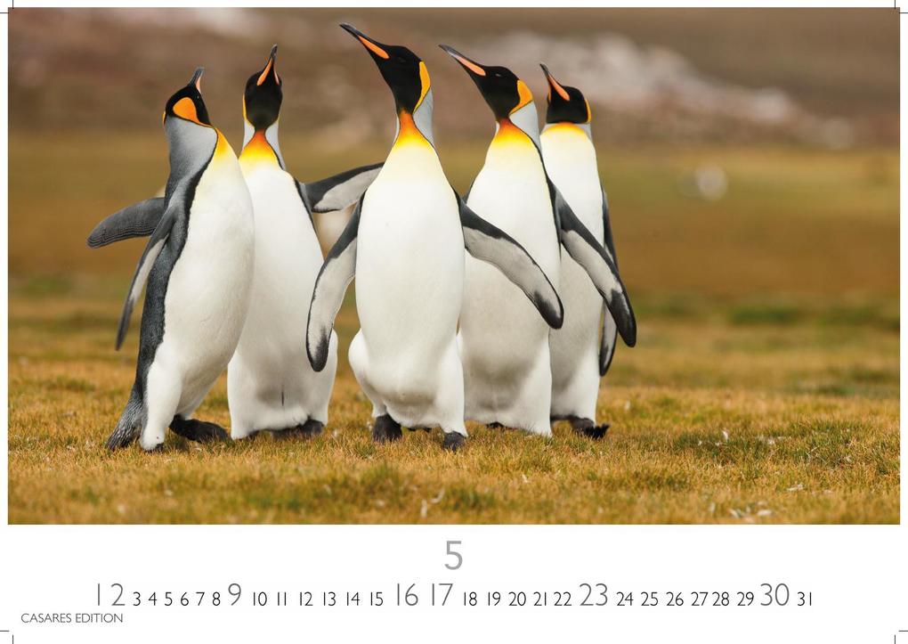 Weitere Ansicht: Pinguine Kalender 2027 - Wandkalender | Fotokalender Tierkalender 35x50cm Grosses Format | . mit niedlichen Pinguin-Motiven im antarktischen Lebensraum.