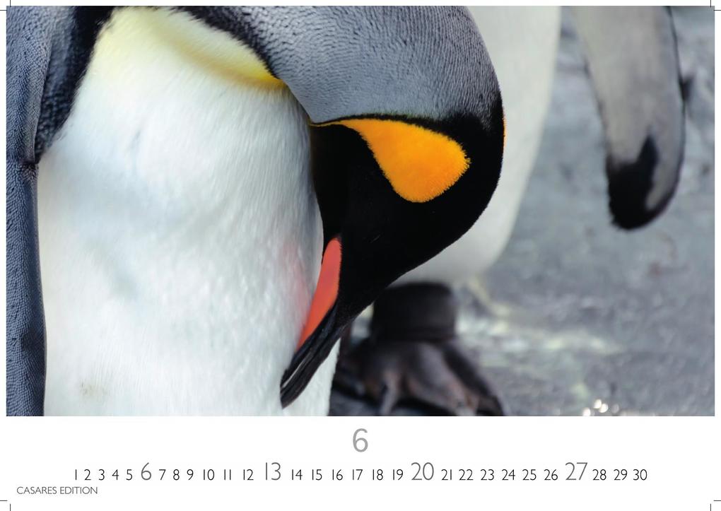 Weitere Ansicht: Pinguine Kalender 2027 - Wandkalender | Fotokalender Tierkalender 35x50cm Grosses Format | . mit niedlichen Pinguin-Motiven im antarktischen Lebensraum.