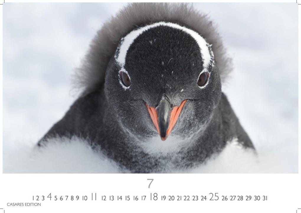 Weitere Ansicht: Pinguine Kalender 2027 - Wandkalender | Fotokalender Tierkalender 35x50cm Grosses Format | . mit niedlichen Pinguin-Motiven im antarktischen Lebensraum.