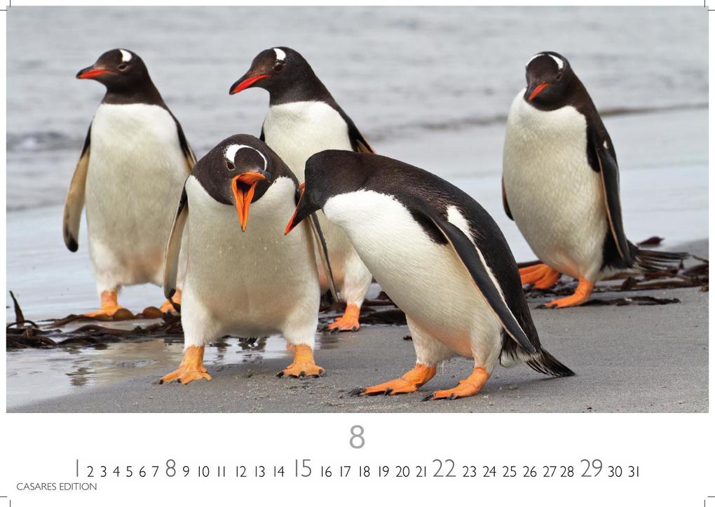 Weitere Ansicht: Pinguine Kalender 2027 - Wandkalender | Fotokalender Tierkalender 35x50cm Grosses Format | . mit niedlichen Pinguin-Motiven im antarktischen Lebensraum.