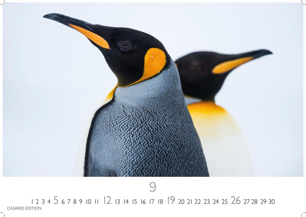Weitere Ansicht: Pinguine Kalender 2027 - Wandkalender | Fotokalender Tierkalender 35x50cm Grosses Format | . mit niedlichen Pinguin-Motiven im antarktischen Lebensraum.